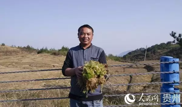 种植花草致富的人_种花致富选什么品种_致富花草种植人员名单