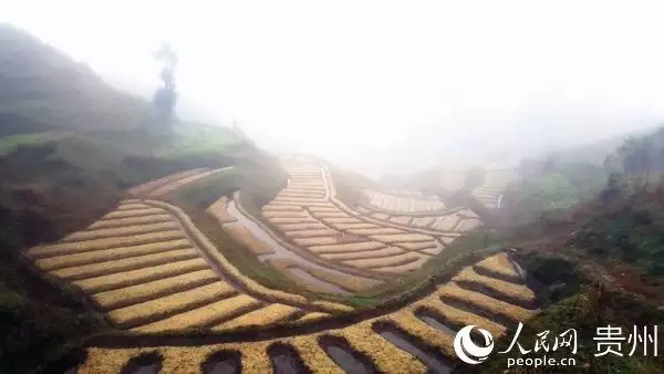 种植花草致富的人_致富花草种植人员名单_种花致富选什么品种