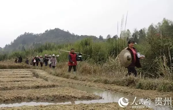 种花致富选什么品种_种植花草致富的人_致富花草种植人员名单