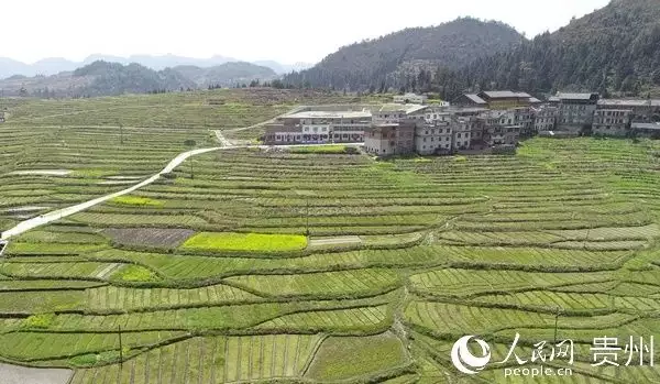 种植花草致富的人_种花致富选什么品种_致富花草种植人员名单