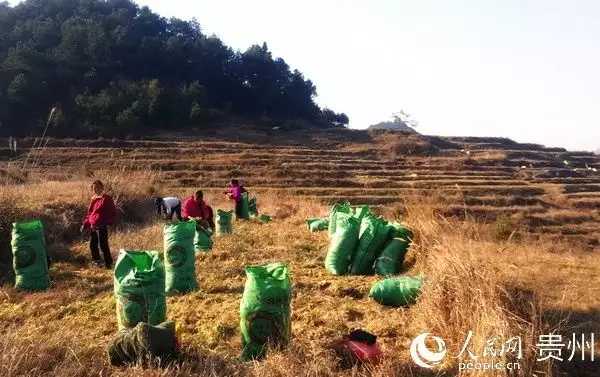 种花致富选什么品种_致富花草种植人员名单_种植花草致富的人