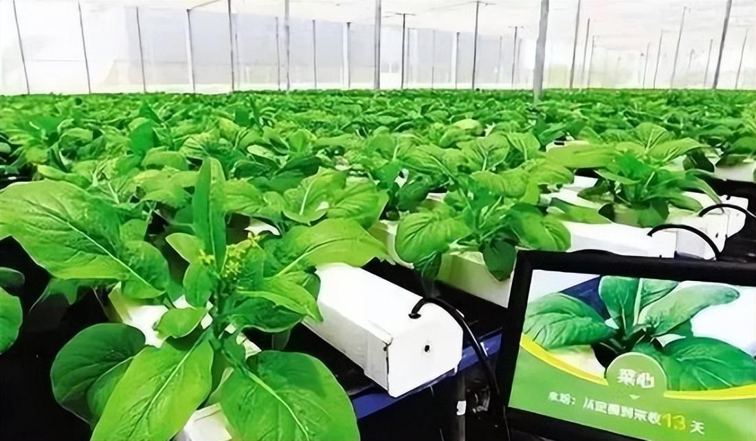 农业视频种植技术_农业种植视频教学视频网_农业种植视频大全