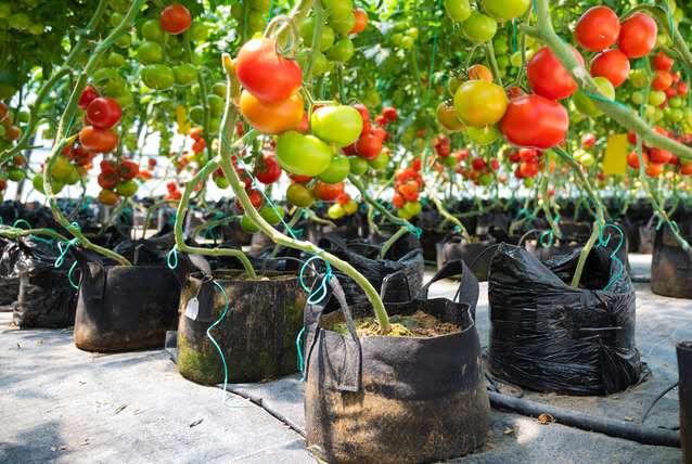 西红柿种植致富法宝_种植西红柿效益如何_种西红柿赚钱吗