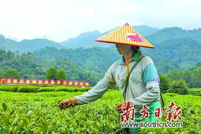 早春第一茶 清香入粤来