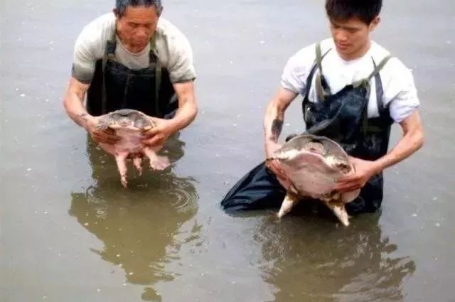 养殖黑猪赚钱吗_致富经黑猪养殖_致富经黑猪怎么养