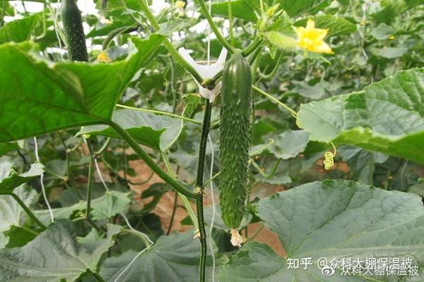 莴苣冬季种植技术_越冬莴笋种植技术视频_越冬莴苣种植技术视频