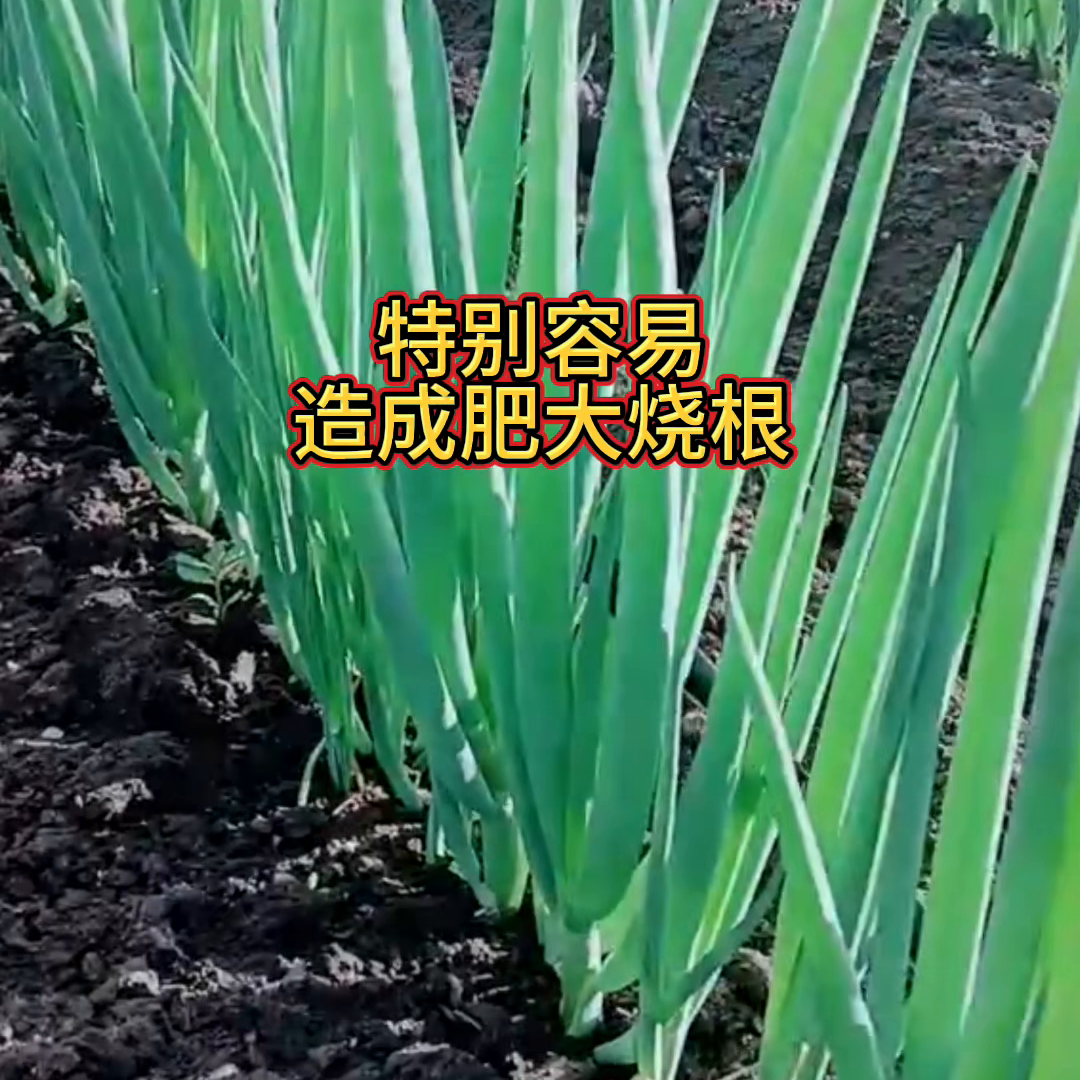 大葱用尿素掌握技巧效果很神奇#种植大葱@抖音短视频