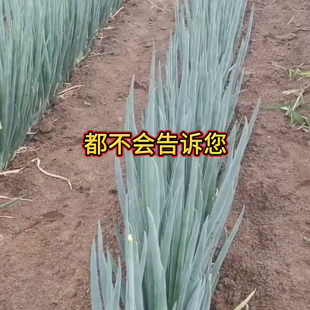 大葱的种植技术视频播放_视频大葱种植播放技术教程_大葱种植技术视频农广天地