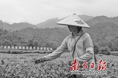 早春第一茶 清香入粤来