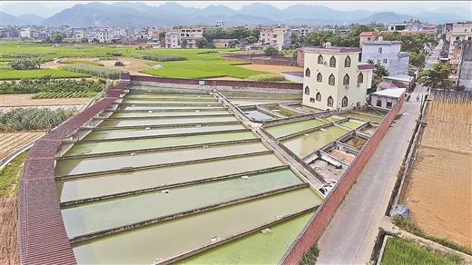 养殖野生甲鱼致富_养殖野生甲鱼效益怎样_致富野生养殖甲鱼视频