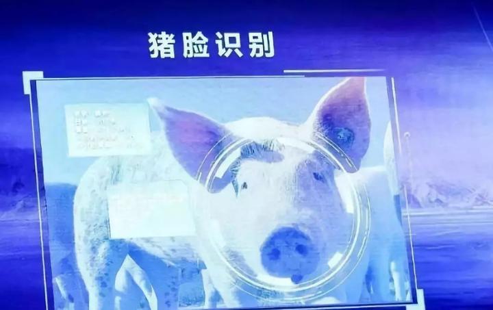 实用犬养殖肉技术用途是什么_肉用犬养殖实用技术_实用犬养殖肉技术用什么材料