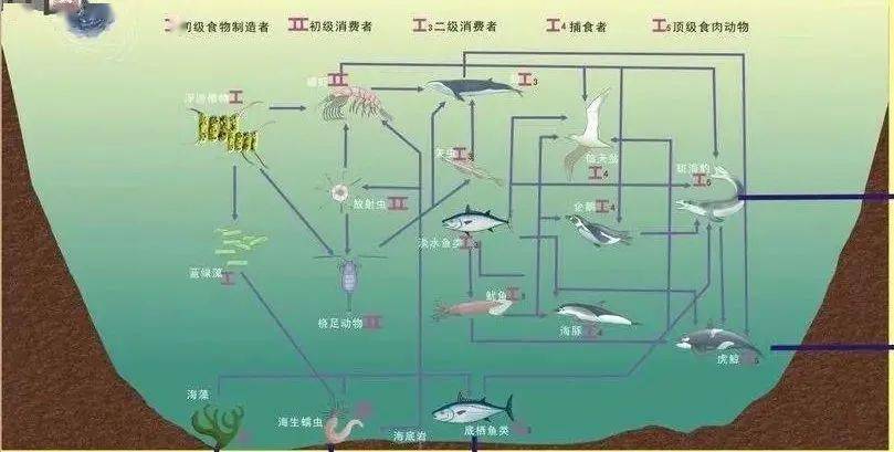 在池塘把生物包挂起来！持续改善稳定水质！