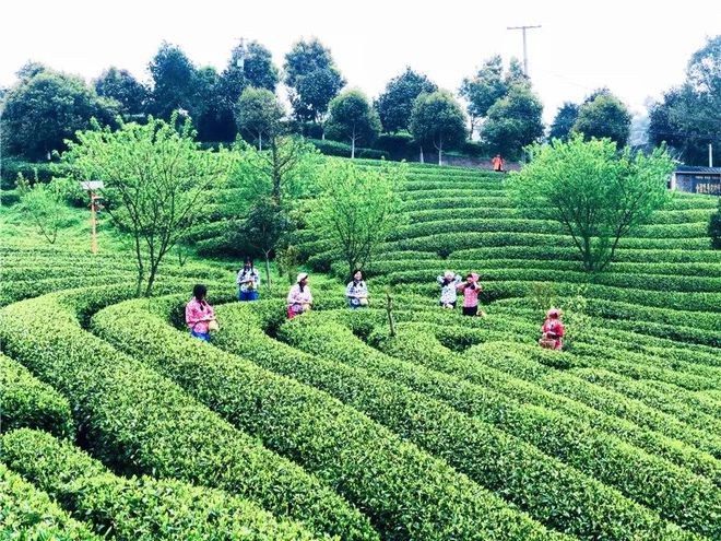 致富茶叶南方种植好吗_南方茶叶种植致富_南方种植茶叶的有利条件