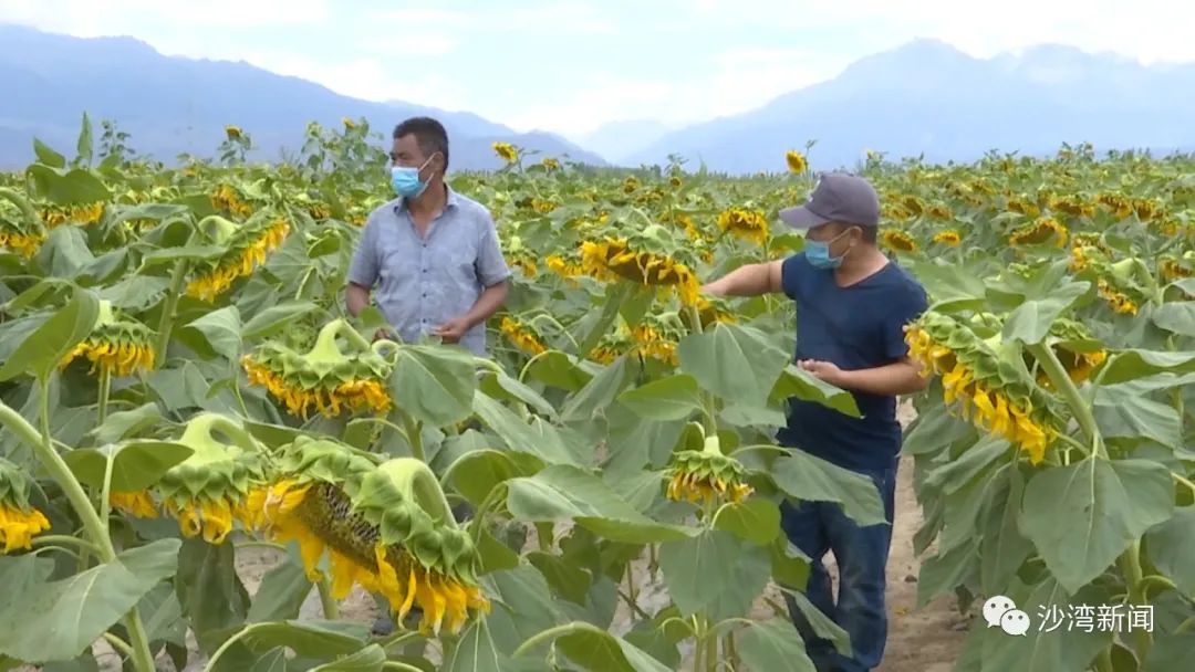 种植瓜子致富项目_种瓜子挣钱吗_致富瓜子种植项目怎么样