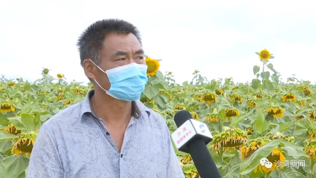 致富瓜子种植项目怎么样_种植瓜子致富项目_种瓜子挣钱吗