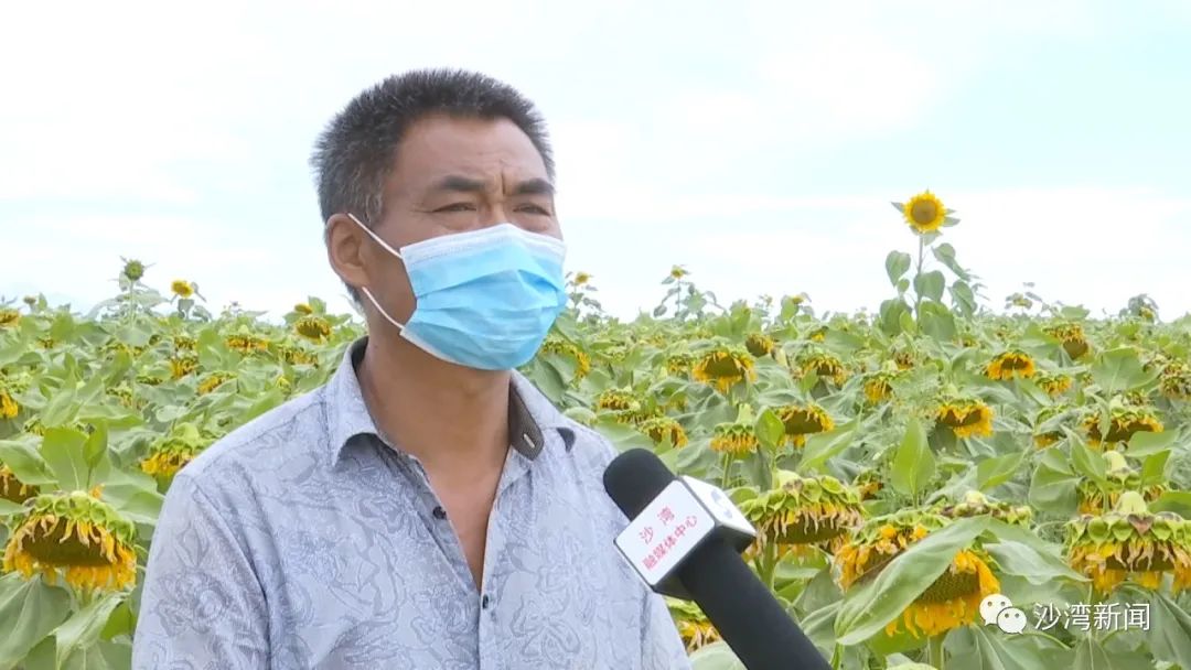 致富瓜子种植项目怎么样_种植瓜子致富项目_种瓜子挣钱吗