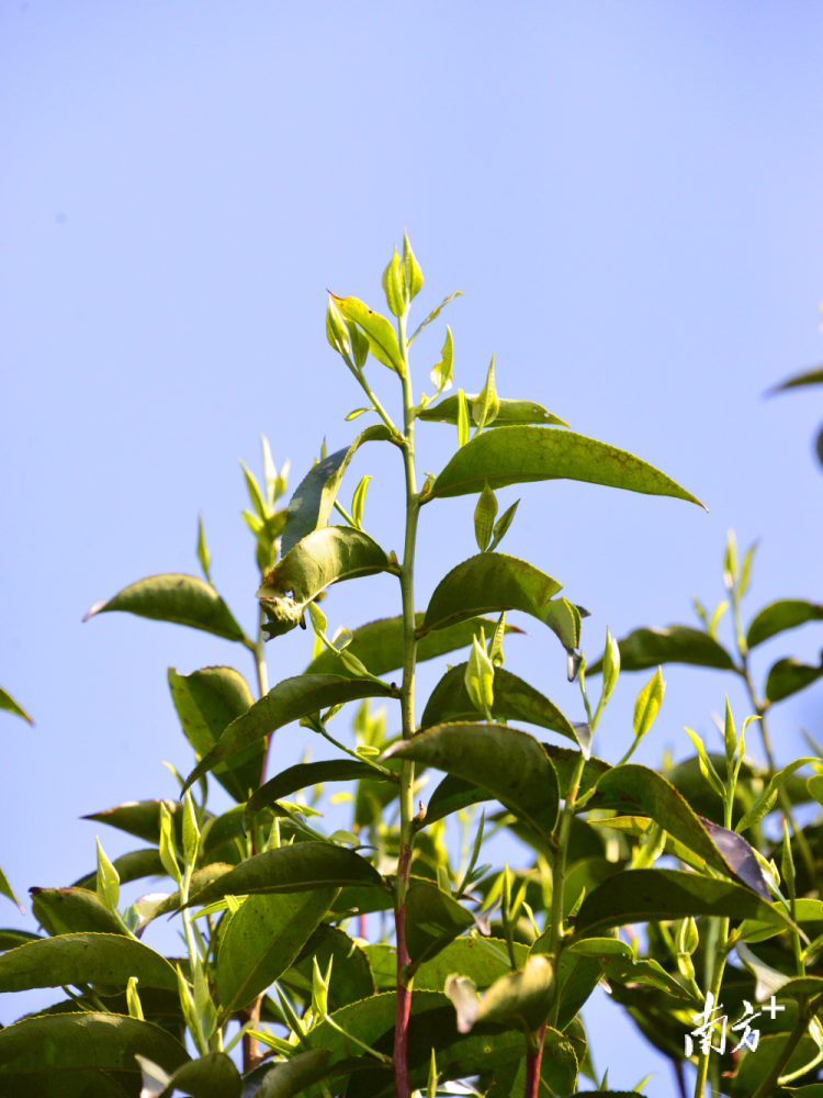 南方种茶叶的区位优势_南方种植茶叶的有利因素_南方茶叶种植致富