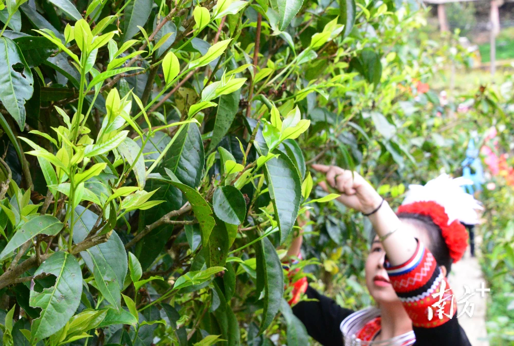 南方种茶叶的区位优势_南方种植茶叶的有利因素_南方茶叶种植致富