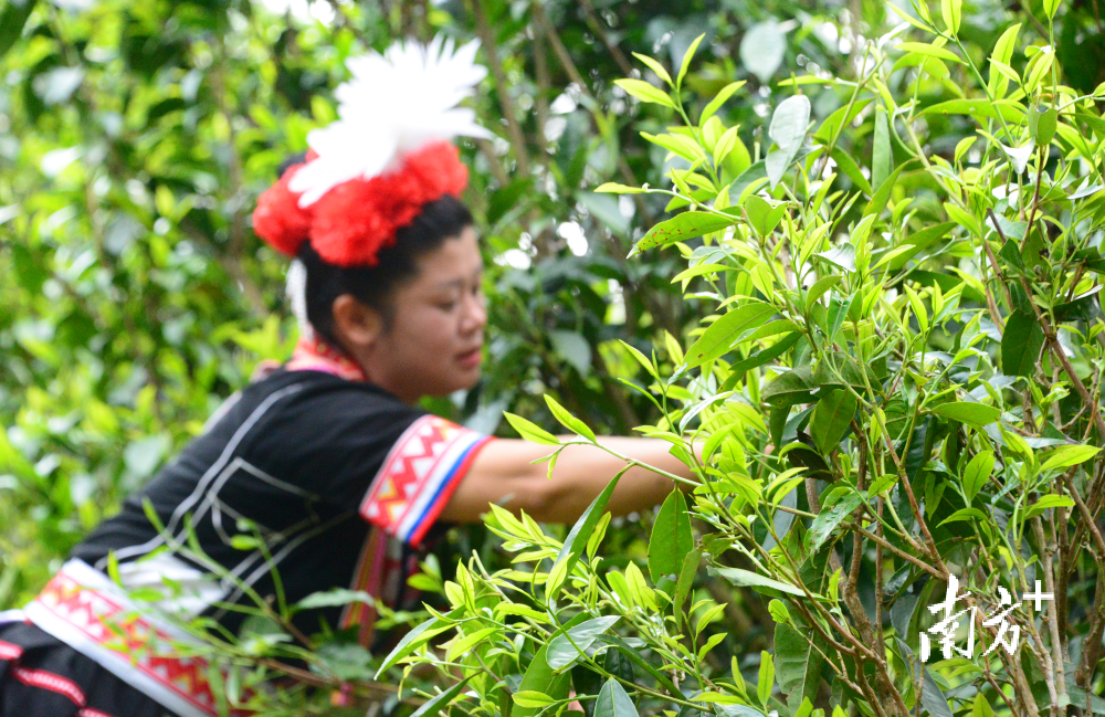 南方种茶叶的区位优势_南方种植茶叶的有利因素_南方茶叶种植致富