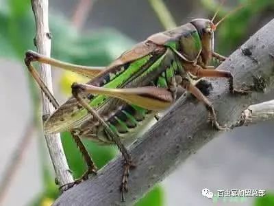 湿湿虫的养殖技术_湿虫养殖技术视频_湿虫治什么病