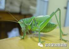 湿虫治什么病_湿虫养殖技术视频_湿湿虫的养殖技术