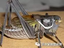湿虫养殖技术视频_湿虫治什么病_湿湿虫的养殖技术