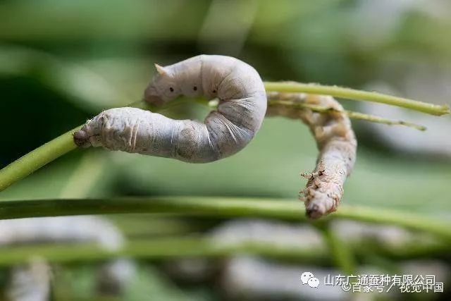 湿湿虫的养殖技术_湿虫养殖技术视频_湿虫的捕捉方法