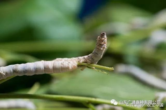 湿湿虫的养殖技术_湿虫养殖技术视频_湿虫的捕捉方法