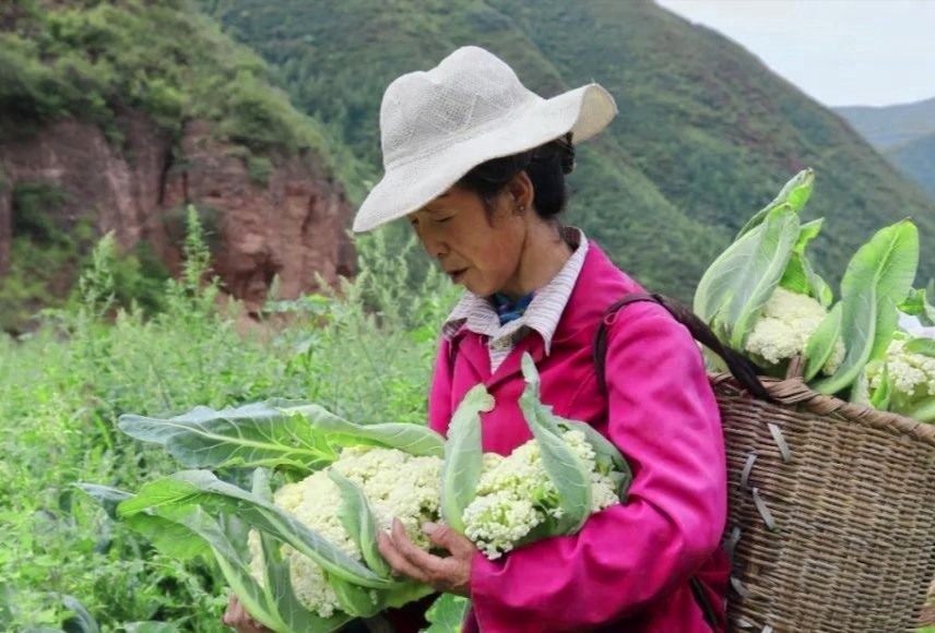 甘肃宕昌八力：花菜飘香 致富有路