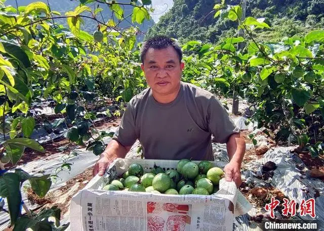 广西种养致富项目_广西种植致富新闻_广西农村种植业致富项目