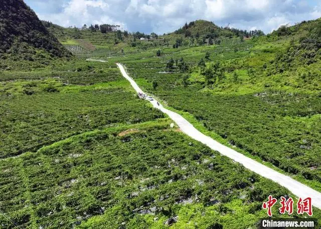 广西农村种植业致富项目_广西种植致富新闻_广西种养致富项目