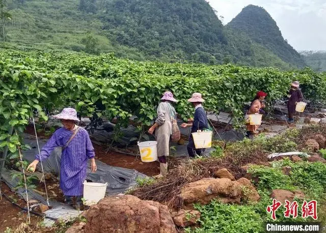 广西农村种植业致富项目_广西种养致富项目_广西种植致富新闻