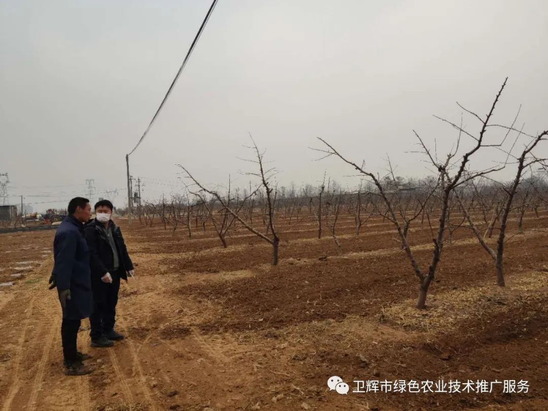 致富施肥桃树技术视频_致富经桃树施肥技术_桃树施肥视频