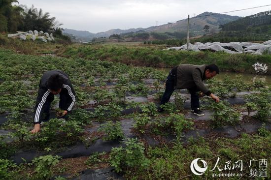 广西致富种植项目_广西致富能人_广西种植致富新闻