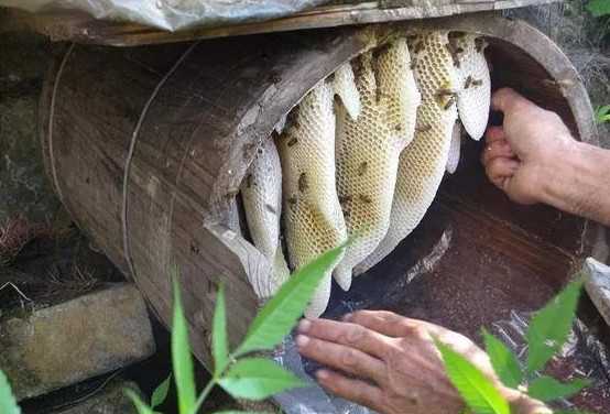 养蜜蜂箱子_养殖中华蜜蜂过箱技术_蜜蜂养殖技术蜂箱养殖技术