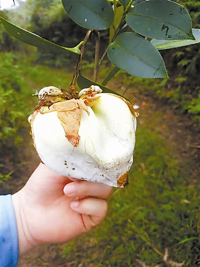 广西致富种植项目_广西农村种植业致富项目_广西种植致富新闻