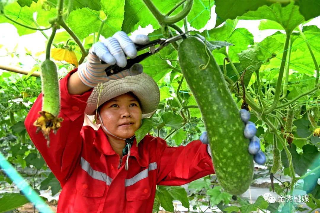 广西种养致富项目_广西种植致富新闻_广西致富种植项目