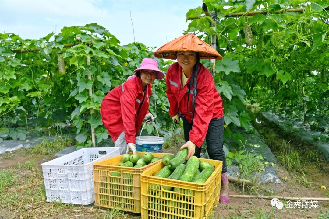 广西致富种植项目_广西种养致富项目_广西种植致富新闻