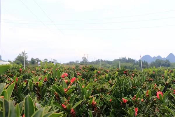 广西致富种植项目_广西农村种植业致富项目_广西种植致富新闻