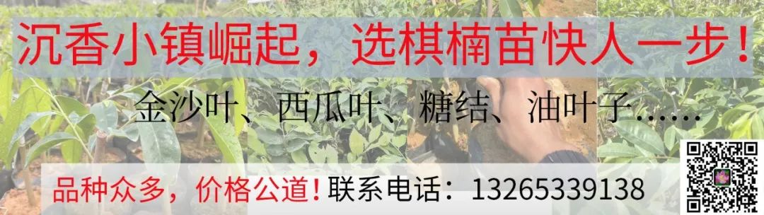 观珠沉香亮相广东珠江频道《摇钱树》，村民致富经传遍全省！