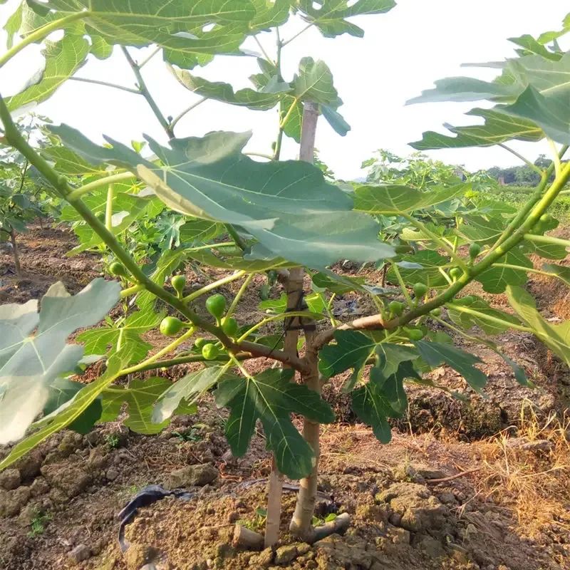 无花果种植技术分解_无花果种植视频教程_如何种植无花果树