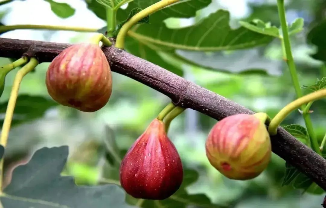 如何种植无花果树_无花果种植技术分解_无花果种植视频教程