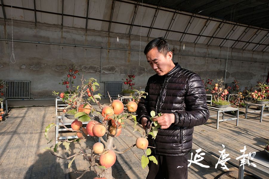 果木盆景引来百万订单 园艺产业托起村民致富梦