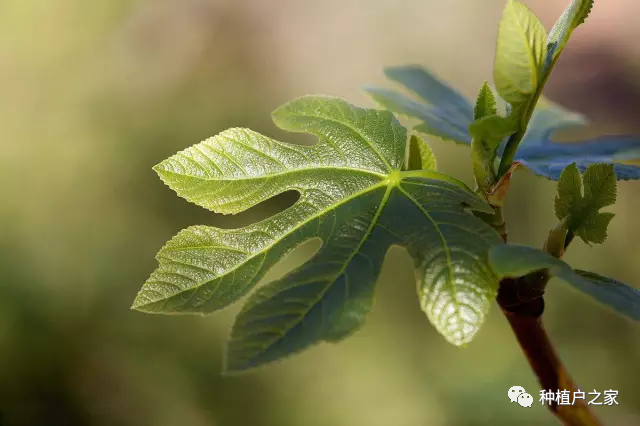 无花果种植技术视频_无花果种植视频教程_无花果种植技术分解