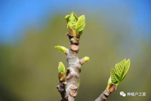 无花果种植技术分解_无花果种植视频教程_无花果种植技术视频