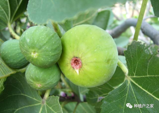 无花果种植技术分解_无花果种植视频教程_无花果种植技术视频