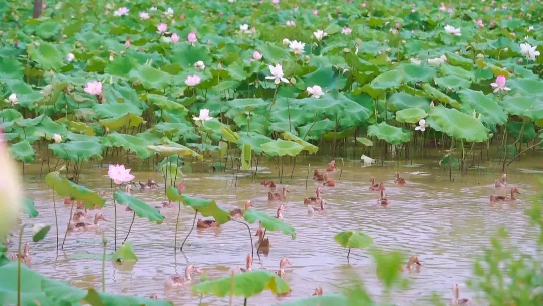 致富养殖项目_致富经 5000亩_致富经