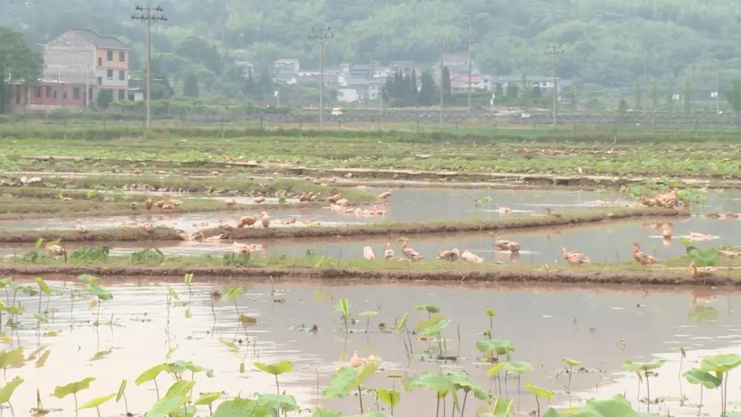 致富经_致富养殖项目_致富经 5000亩