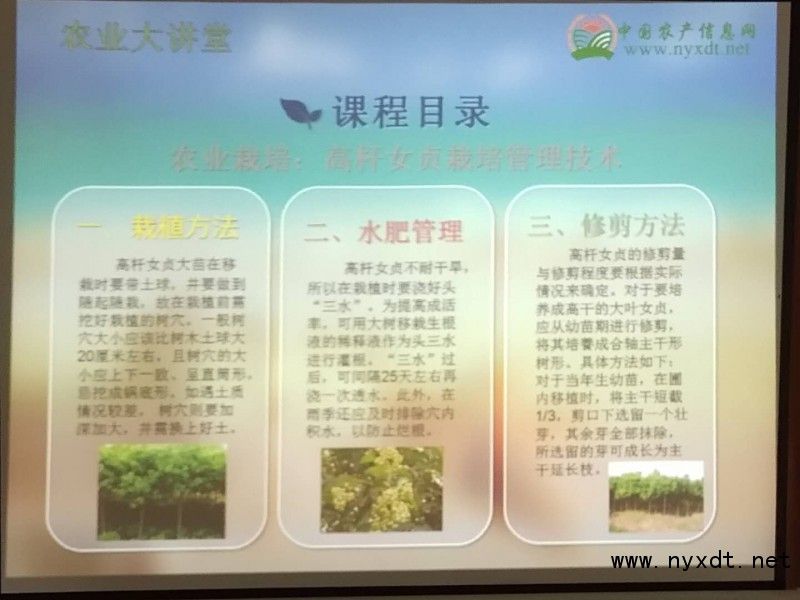 农业栽培：高杆女贞栽培管理技术及病虫防治