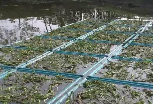 致富经泉水养草鱼_致富经泉水高产养鱼视频_致富经山泉水养鱼完整视频